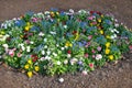 Spring bed in the park. Blue and pink forget-me-nots, bellis in red, pink and white, yellow pansies and further plants blooming.