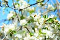 Spring bee on apple flower sunny day Royalty Free Stock Photo