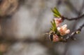 Spring bee on tree Royalty Free Stock Photo