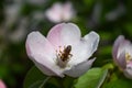 Spring bee work in quince flower Royalty Free Stock Photo