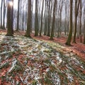 Spring beech forest