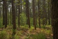 spring beech forest in the flemish countryside