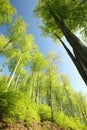 spring beech forest in the sunshine deciduous against blue sky trees covered with fresh green leaves Royalty Free Stock Photo