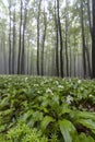 Spring beech forest in White Carpathians, Southern Moravia, Czech Republic