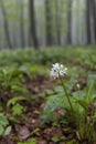 Spring beech forest in White Carpathians, Southern Moravia, Czech Republic