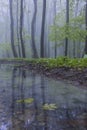 Spring beech forest in White Carpathians, Southern Moravia, Czech Republic