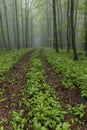 Spring beech forest in White Carpathians, Southern Moravia, Czech Republic