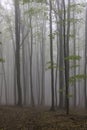 Spring beech forest in White Carpathians, Southern Moravia, Czech Republic