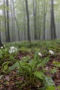 Spring beech forest in White Carpathians, Southern Moravia, Czech Republic