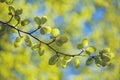 Spring beech twig Royalty Free Stock Photo