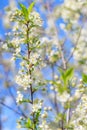 Spring. Bees collects nectar from the white flowers of a flowering cherry on a blurred natural back