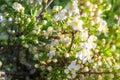 Spring. Bees collects nectar from the white flowers of a flowering cherry