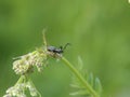 Spring beetle from genus Ctenicera on wild chervil (Anthriscus sylvestris)