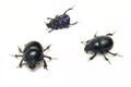 Spring beetle Geotrupes vernalis Royalty Free Stock Photo