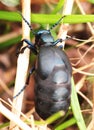 Spring Beetle macro