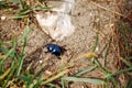 Spring beetle walk on sand with grass ang limestone in the neighbourhood. Royalty Free Stock Photo