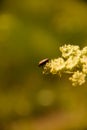 Spring beetle on a white flower