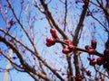 Spring begins and buds appear on fruit trees.