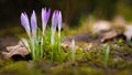 Spring begins, the first crocuses Magnoliopsida are here Royalty Free Stock Photo