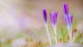 Spring begins, the first crocuses Magnoliopsida in the sunlight Royalty Free Stock Photo