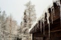 Spring begins and the snow begins to melt in the snow covered forest and icicles hang from the roofs