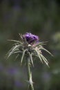 Spring begins to blossom. Thistle detail. Selective focus Royalty Free Stock Photo