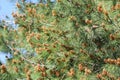 Spring seed pod on long needled pine Royalty Free Stock Photo