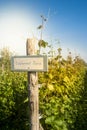 Spring in Belgian wineyard Royalty Free Stock Photo