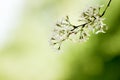 Beni Hoshi Cherry Tree In Spring Bloom