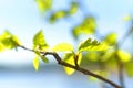 Spring birch branch with young leaves against a blue sky. Springtime nature concept Royalty Free Stock Photo