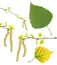 Spring birch branches with catkins, green summer and yellow autumn leaf isolated on white Royalty Free Stock Photo