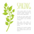 Spring Birch Brunch with Green Leaves Poster Text