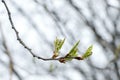 Spring, birch buds bloom. Birch branches on a white sky with large beautiful buds. Early spring green leaves Royalty Free Stock Photo