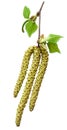 Spring birch buds isolated on a white. Royalty Free Stock Photo