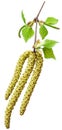 Spring birch buds isolated on a white. Royalty Free Stock Photo