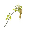 Spring birch buds Royalty Free Stock Photo