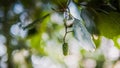 Spring birch buds on a tree branch.Tree blossoming. Glare bokeh in the foreground lithuania spring Royalty Free Stock Photo