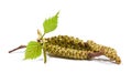 Spring birch buds with young  leaves isolated Royalty Free Stock Photo