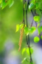 Spring: birch burgeon