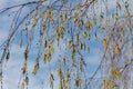 Spring birch earrings on blue sky of background Royalty Free Stock Photo