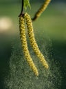 Spring, birch earrings scatter pollen in the wind