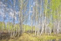 Spring birch forest Royalty Free Stock Photo