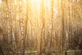 Spring birch forest Royalty Free Stock Photo