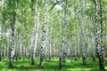 Spring birch forest Royalty Free Stock Photo