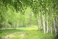 Spring birch forest Royalty Free Stock Photo