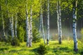 Spring in the birch grove. Beautiful sunny day in the forest Royalty Free Stock Photo