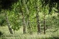 Spring in the birch grove. Beautiful sunny day in the forest. Spring landscape with green birch trees. Royalty Free Stock Photo