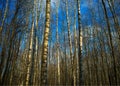 Spring birch grove nature background Royalty Free Stock Photo