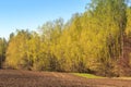 spring birch grove near ploughed field against blue sky Royalty Free Stock Photo