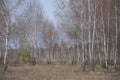 Spring birch grove Royalty Free Stock Photo